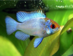 Ramirezi