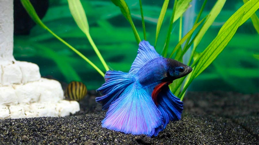 Pez Betta